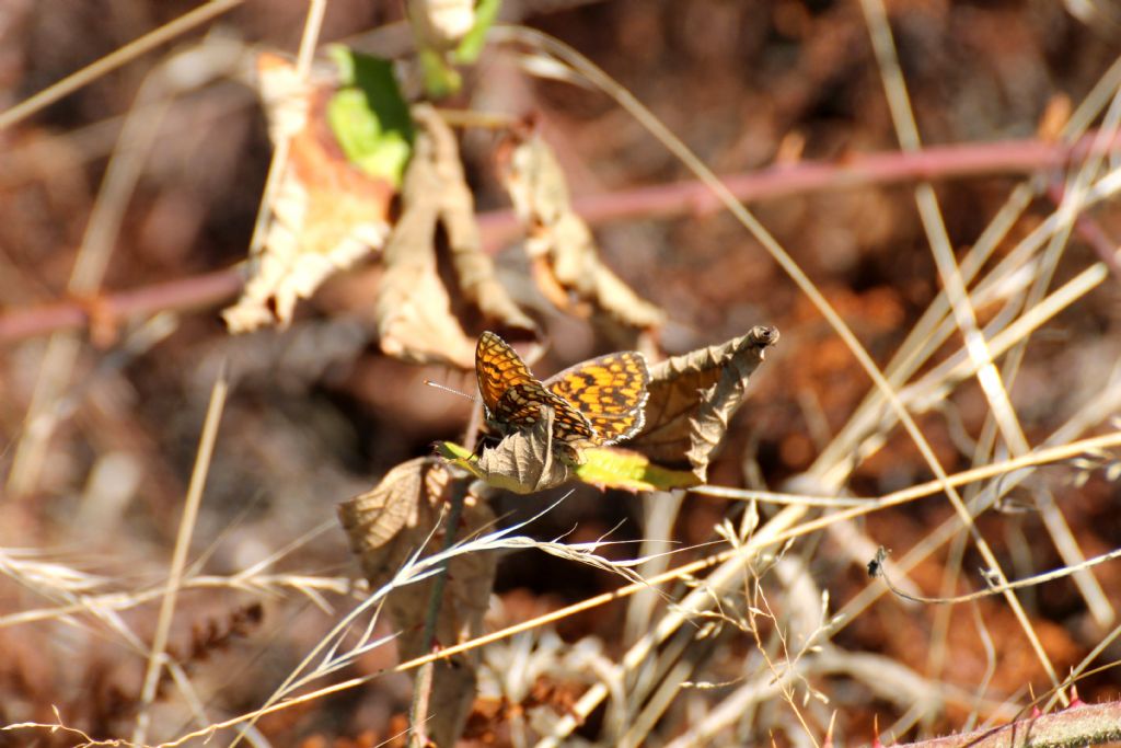 Melitaea athalia? S